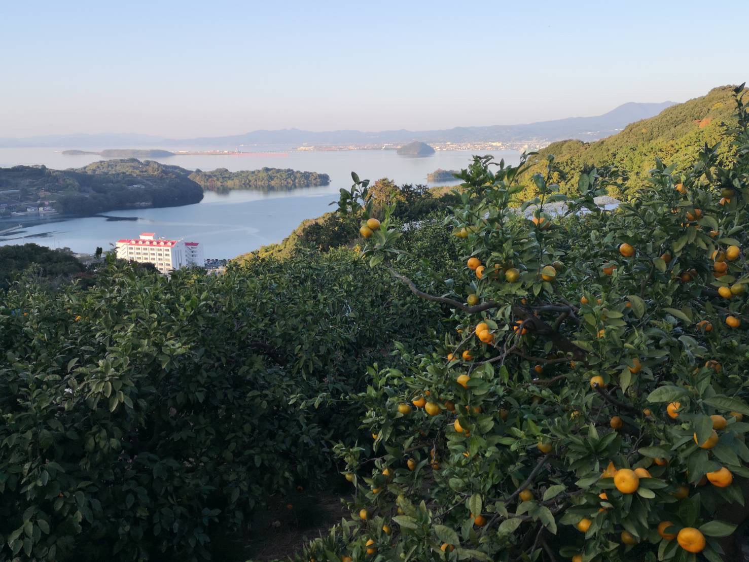 現在の伊木力みかんと海