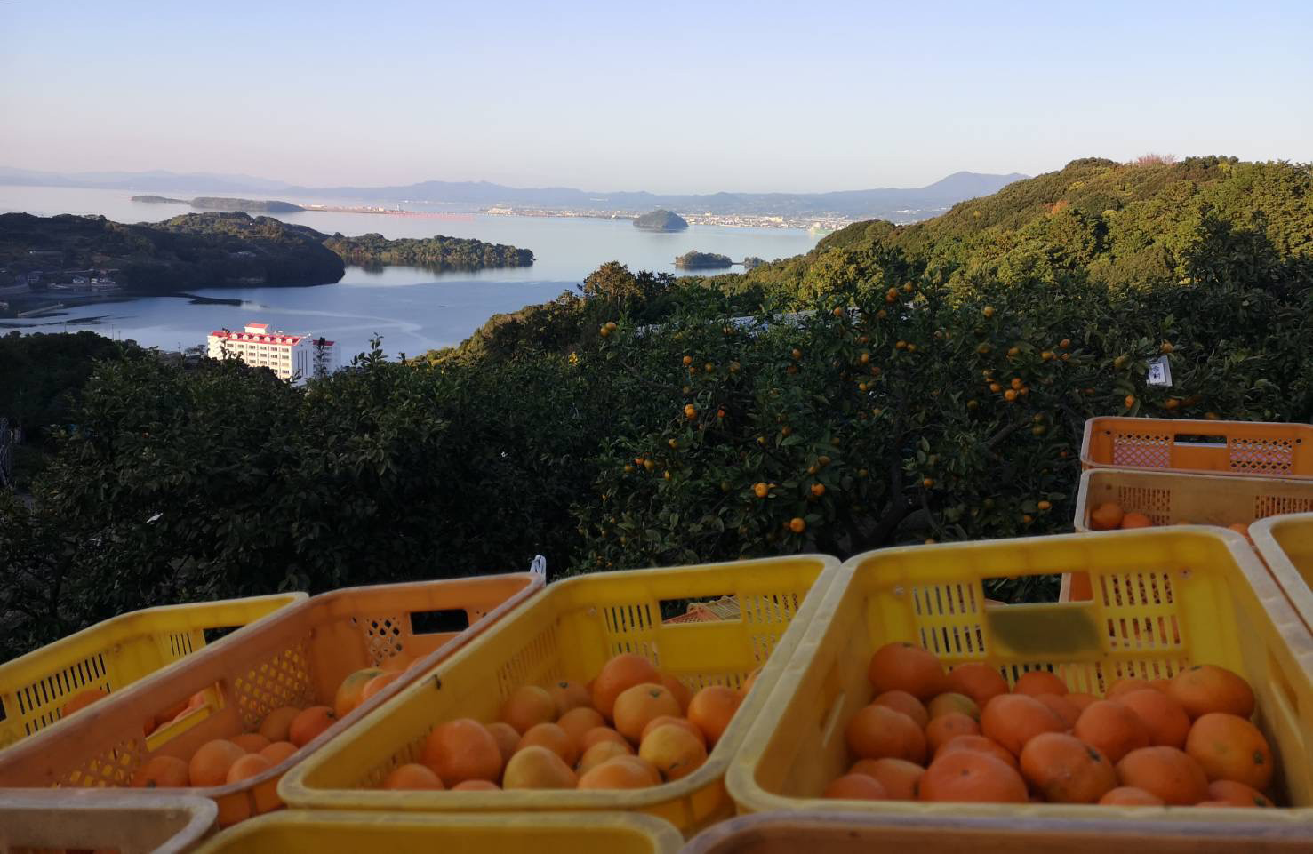 伊木力みかんの風景写真