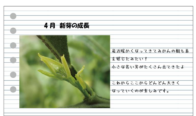 みかんの成長日記の画像