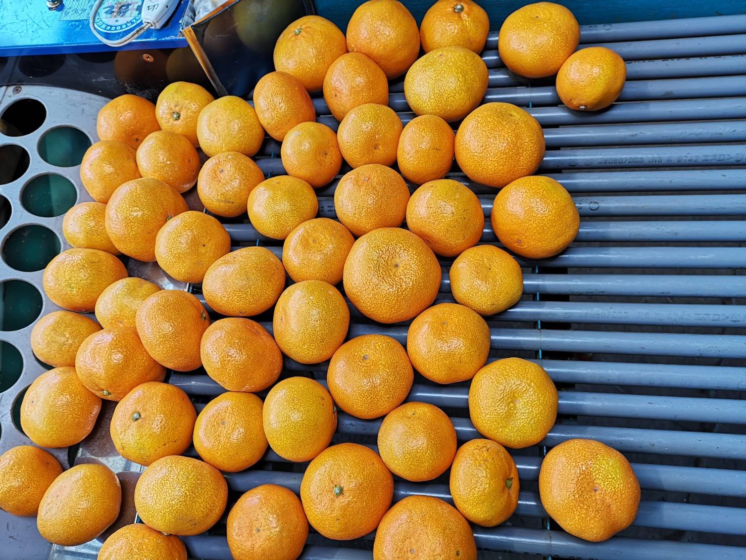 収穫したみかんの仕分け