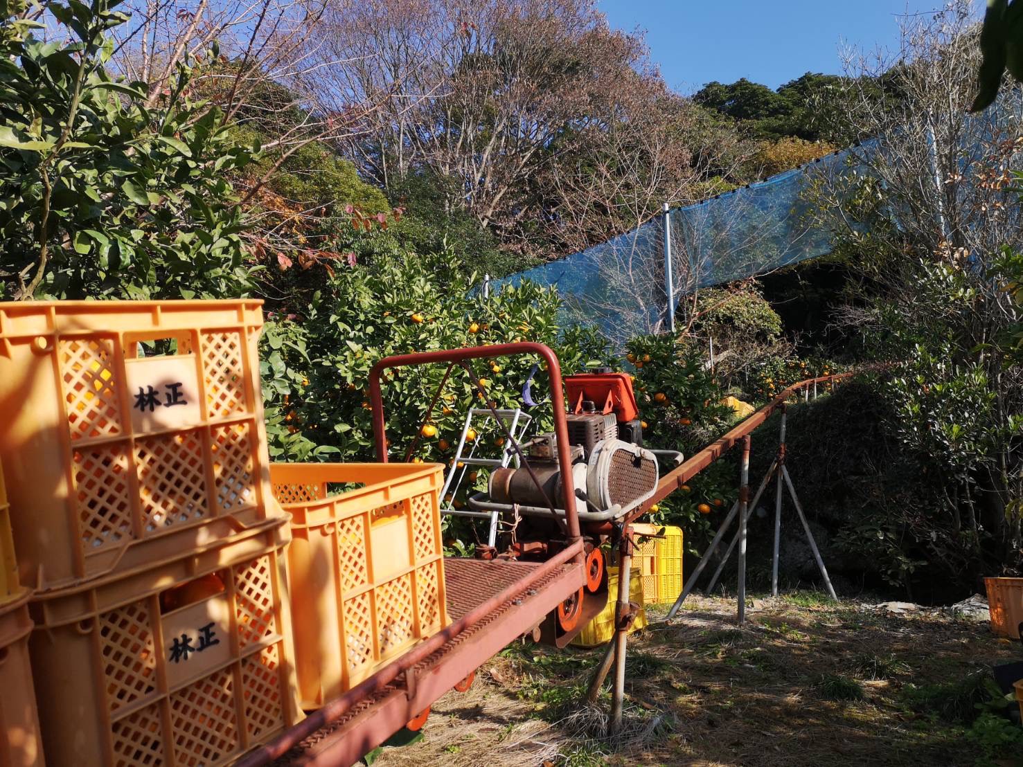 収穫してコンテナに積んだみかんを運搬