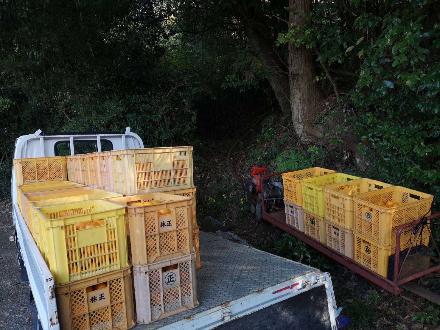 収穫したみかんをトラックに積み込む