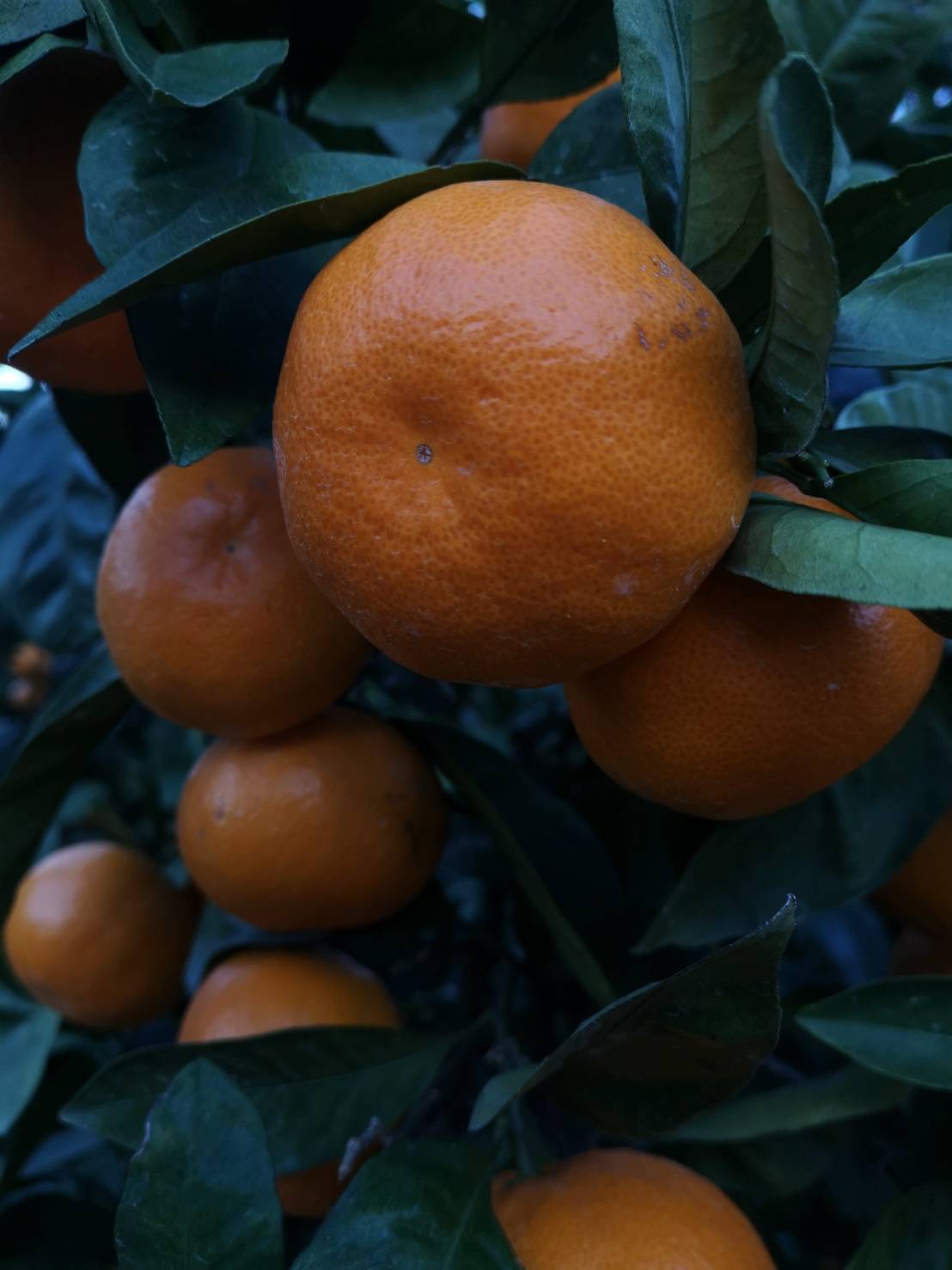 収穫直前のみかん
