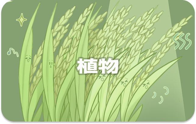 植物