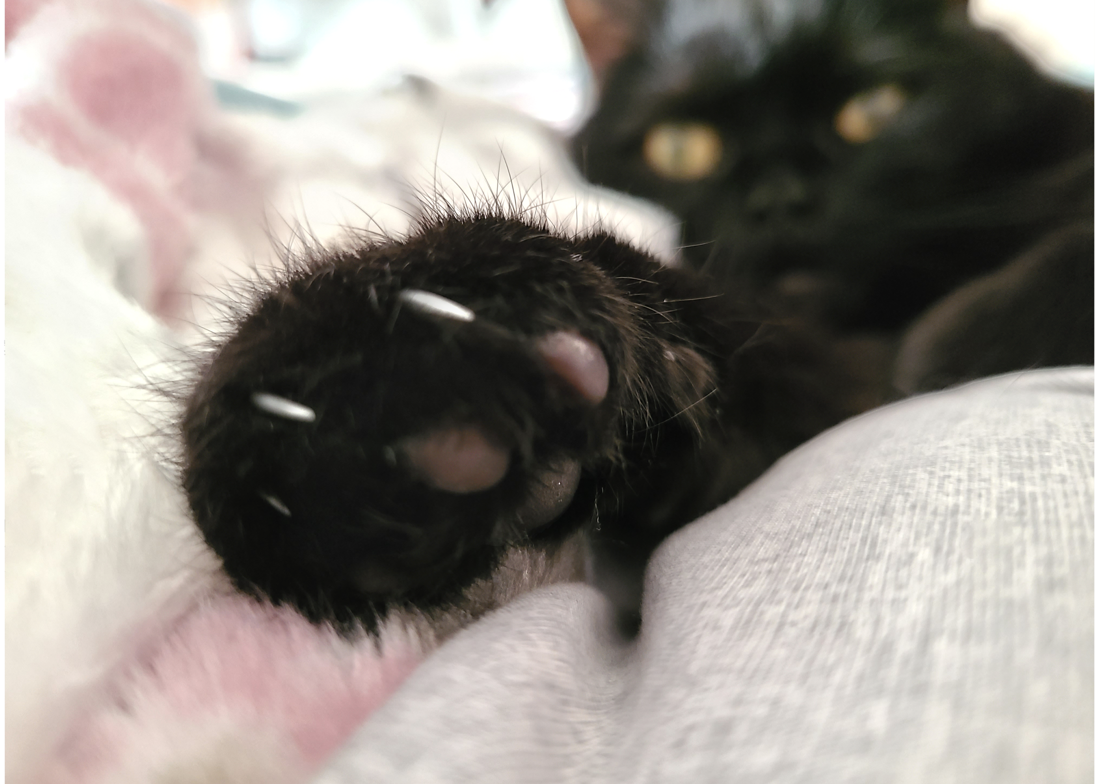 ココちゃん前足